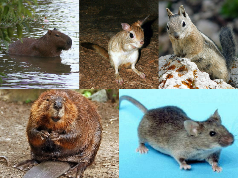Файл:Rodent collage.png
