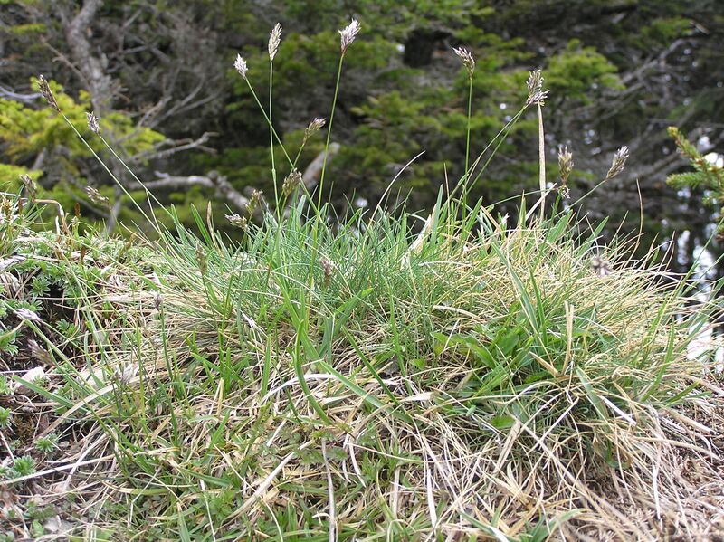 Файл:Sesleria caerulea3.JPG