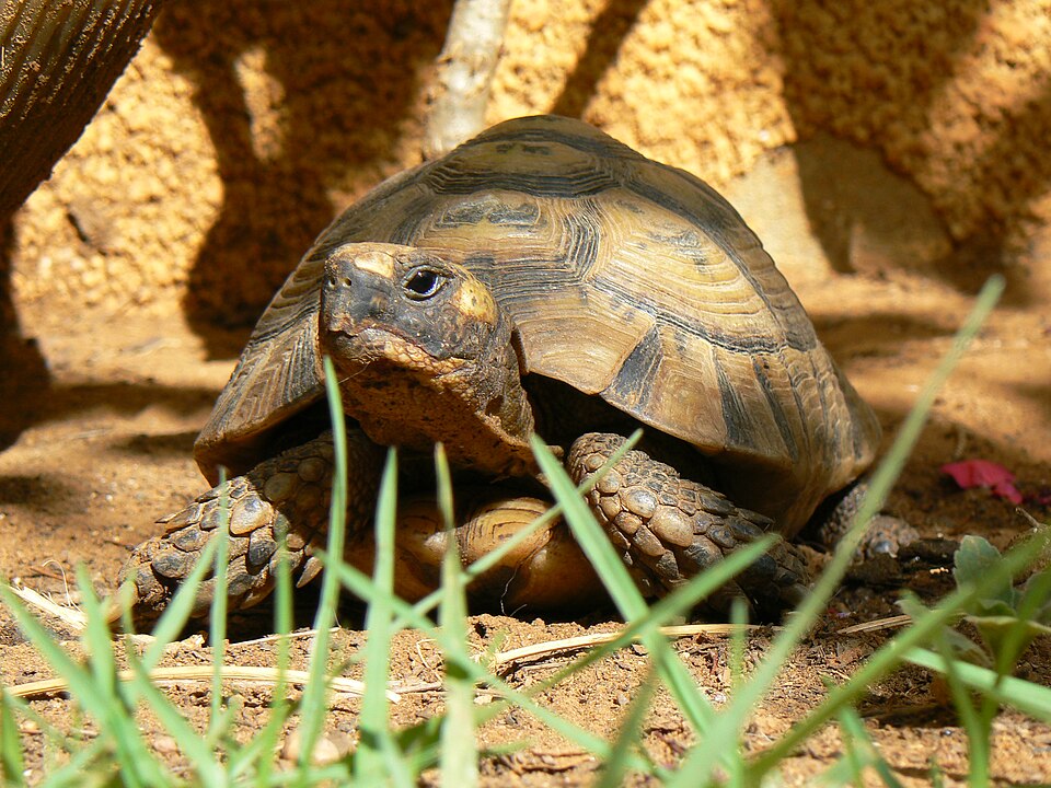 Файл:Testudo graeca11.JPG