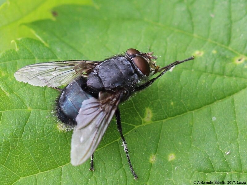Файл:Calliphora uralensis 01.JPG