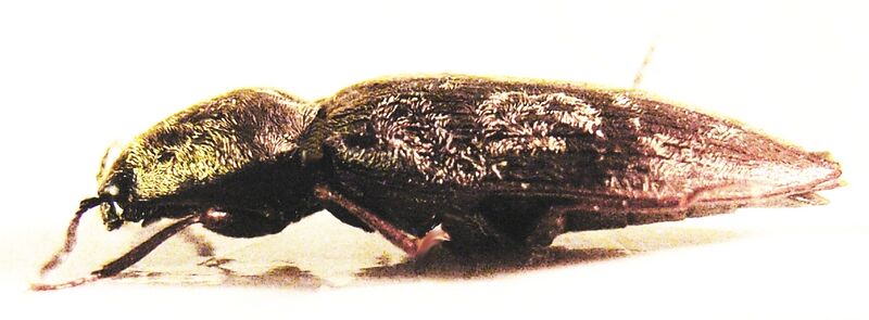 Файл:Prosternon tessellatum side.JPG