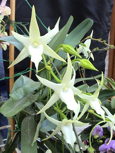 Файл:Angraecum sesquipedale02.jpg