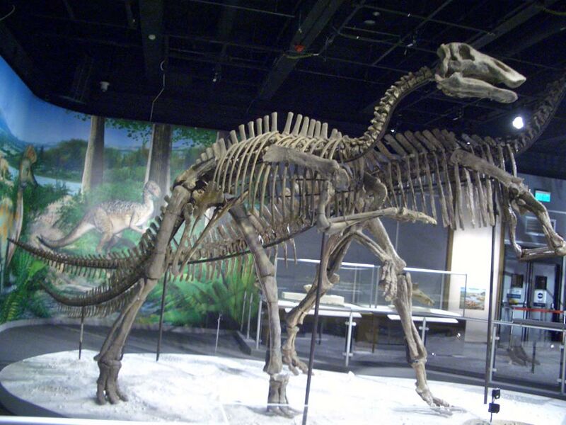 Файл:Bactrosaurus.JPG
