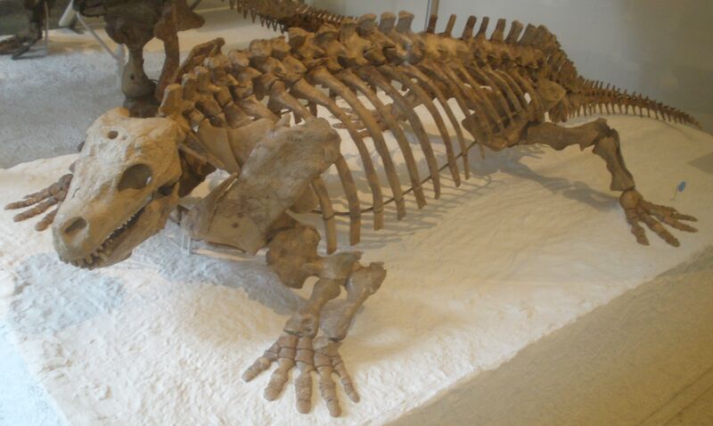 Файл:Diadectes phaseolinus.JPG