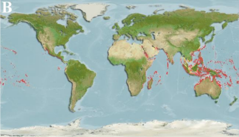 Файл:Distribution of Scarus Niger.png