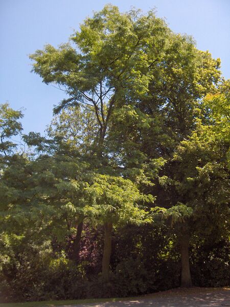 Файл:Gleditsia triacanthos01.JPEG