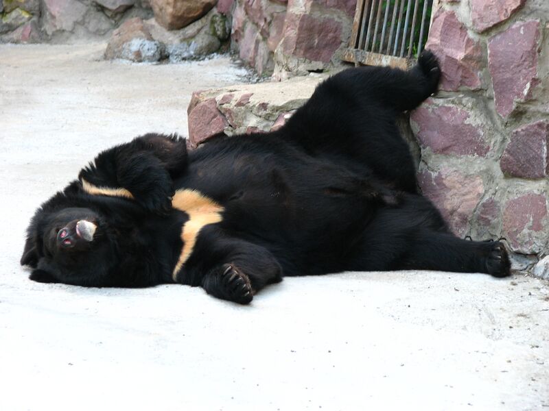 Файл:Himalayan Bear 01.JPG