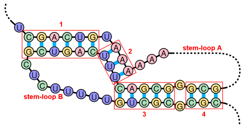 Файл:Pseudoknot-Inverted-Repeats.gif