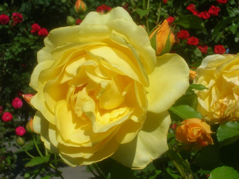 Файл:Rosa Graham Thomas.jpg