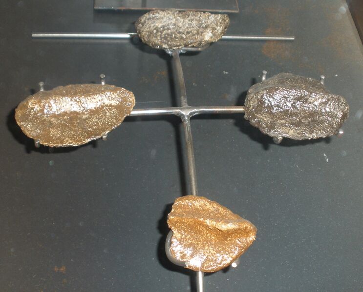 Файл:Struthiosaurus occitanicus osteoderms.JPG