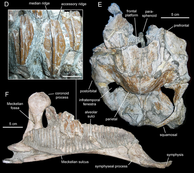 Файл:Arenysaurus.png