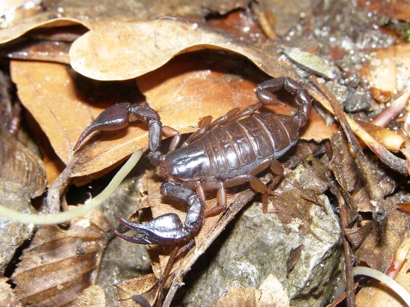 Файл:Euscorpius carpathicus.JPG