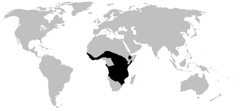 Файл:Hemisotidae range.PNG