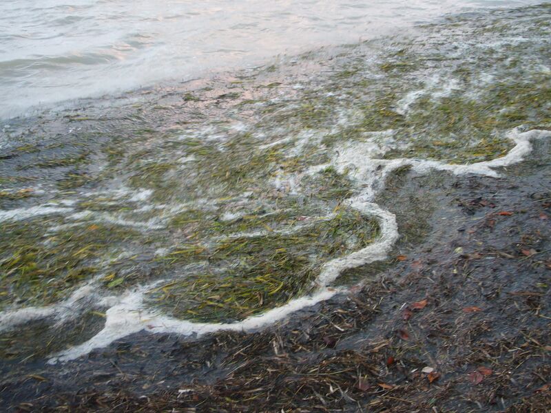 Файл:Rhizophora mangle mud.jpg