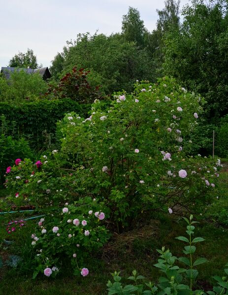 Файл:Rosa 'Chloris'1.jpg