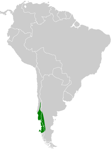 Файл:Scelorchilus rubecula map.svg