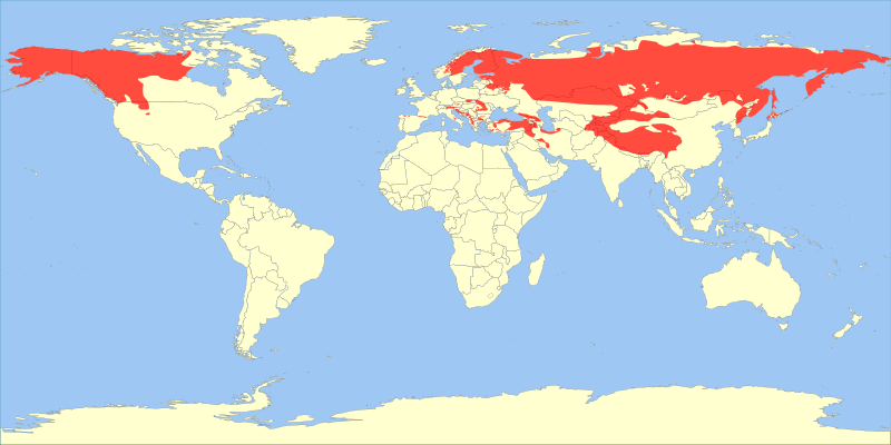 Файл:Ursus arctos range map.svg