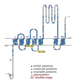 Файл:5HT1A-schema.svg