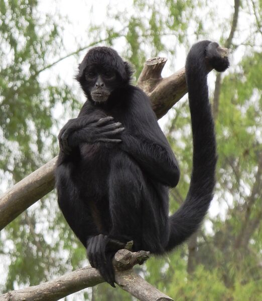 Файл:Ateles fusciceps Colombia.JPG
