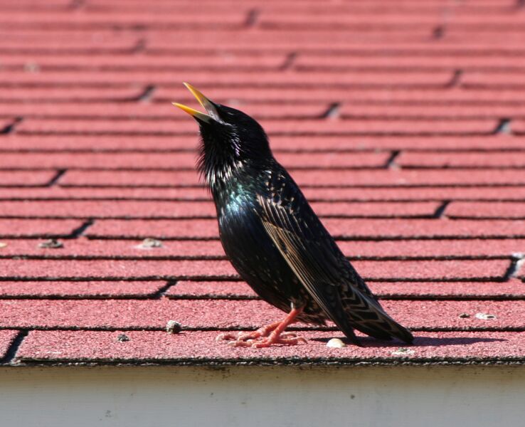Файл:Birdsinging03182006.JPG