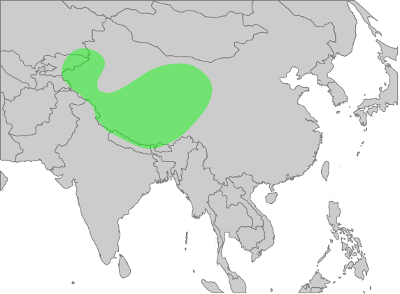 Файл:GypsHimalayensisMap.svg