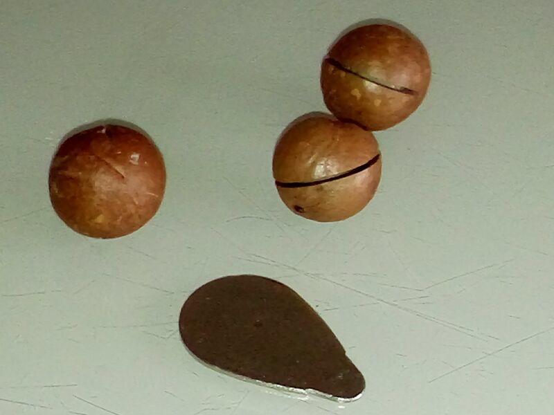 Файл:Macadamia sawn nutshell.jpg