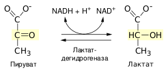 Файл:Pyruvate to Lactate - ru.svg