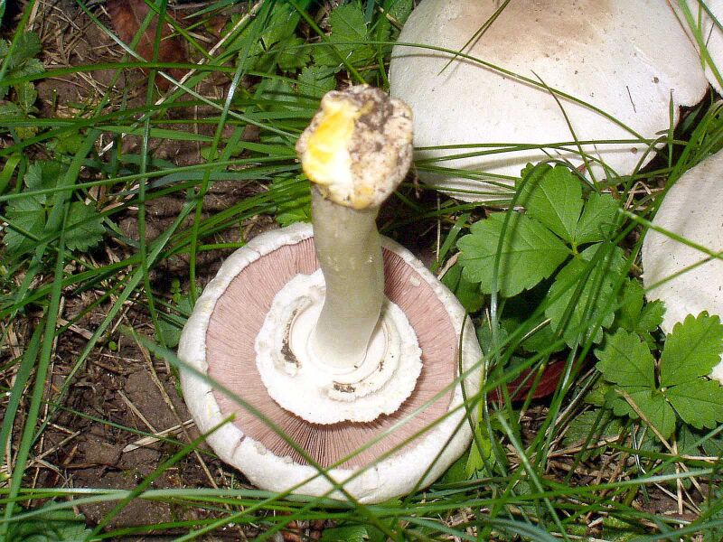 Файл:Agaricus xanthoderma eF.jpg