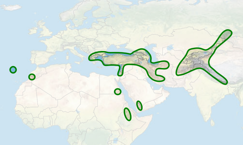 Файл:Cicer distribution map.png