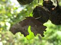 Polygonia c-album