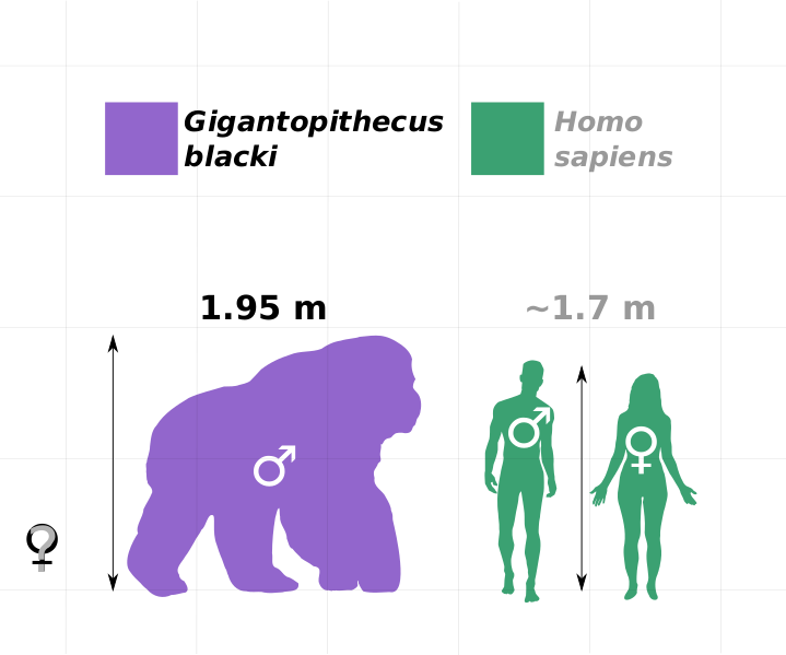 Файл:Gigantopithecus v human v1.svg