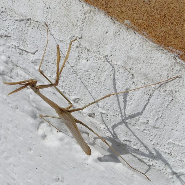 Файл:Hypsicorypha gracilis.JPG
