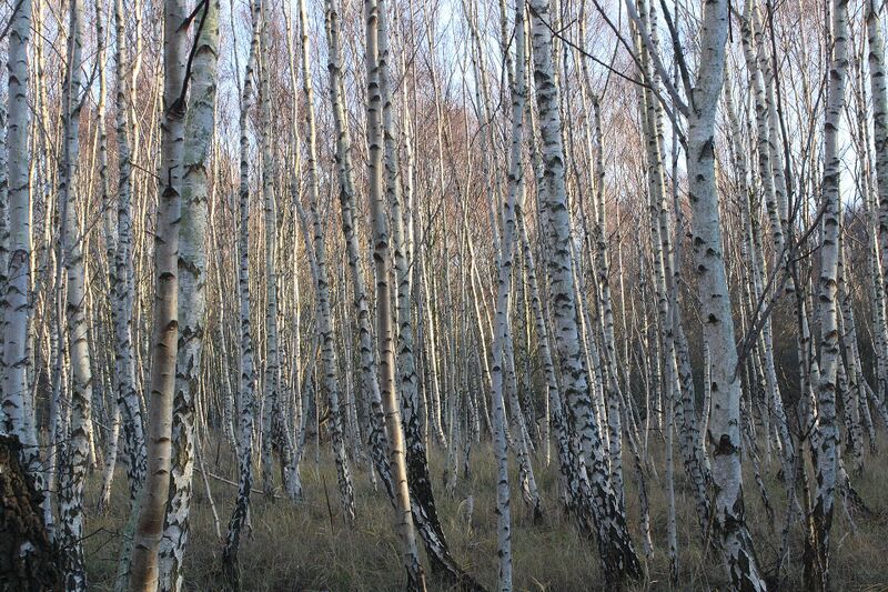 Файл:Pinseskoven.JPG