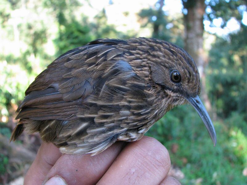 Файл:Rimator malacoptilus 1.jpg
