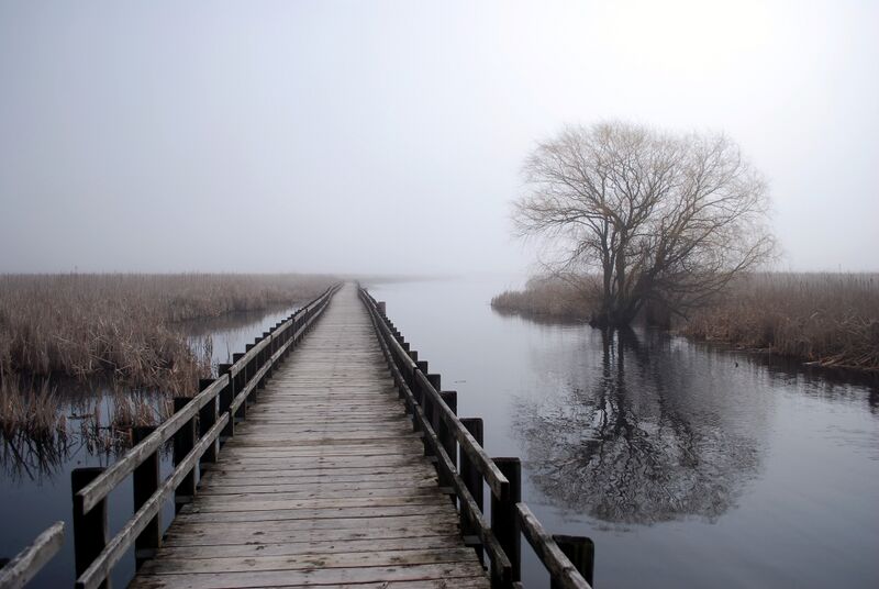 Файл:Boardwalk in Pelee.JPG