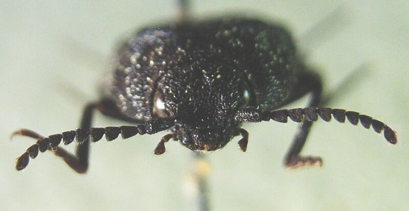 Файл:Lacon punctatus front.JPG