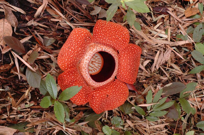 Файл:Rafflesia 80 cm.jpg