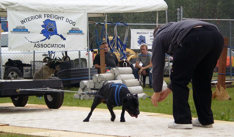 Файл:Dog weight pull.jpg