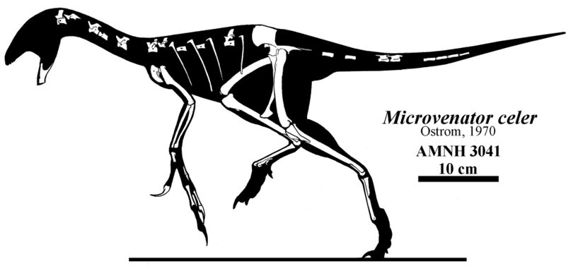 Файл:Microvenator celer.jpg
