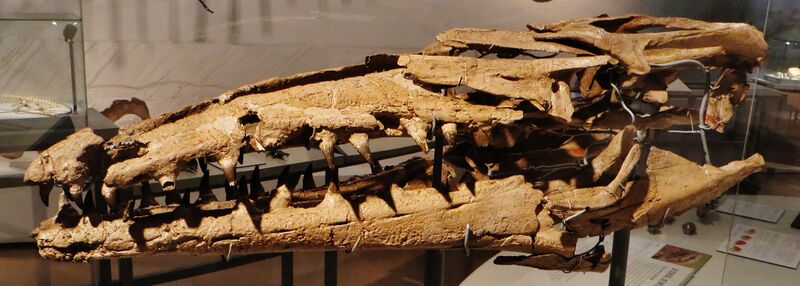 Файл:Mosasaurus lemonnieri 456.JPG