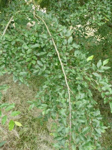 Файл:Nothofagus obliqua 02 by Line1.JPG
