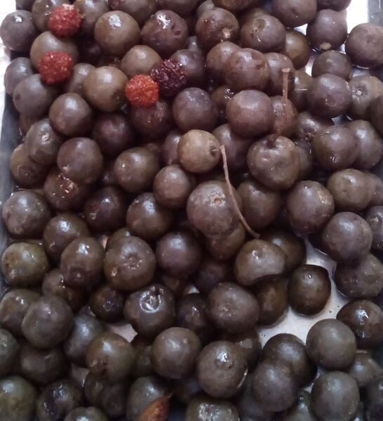 Файл:Rudraksh fruits.jpg