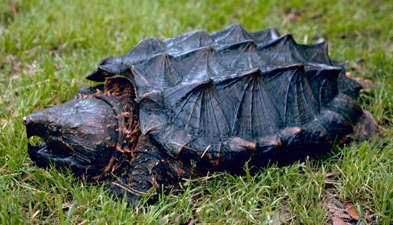 Файл:Alligator snapping turtle.jpg