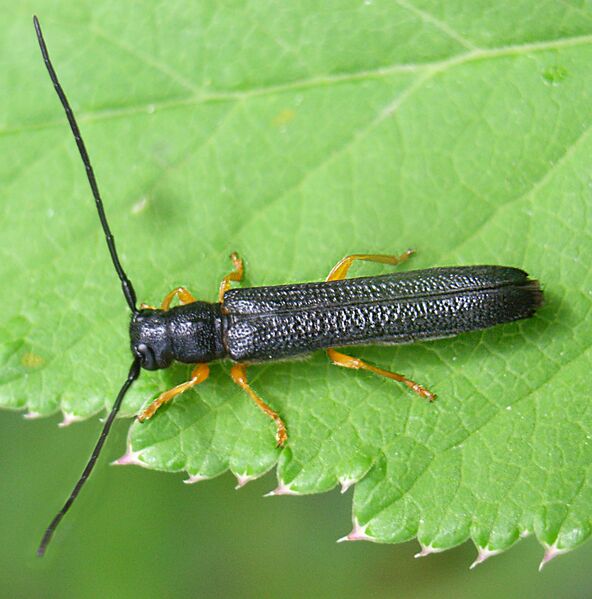 Файл:Oberea linearis up.JPG