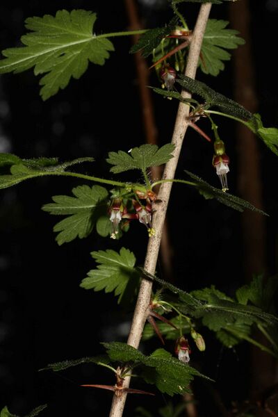 Файл:Ribes divaricatum 5395.JPG
