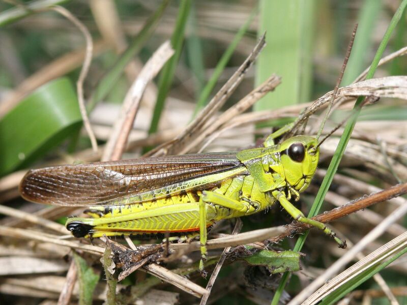 Файл:Stethophyma grossum maennchen.jpeg