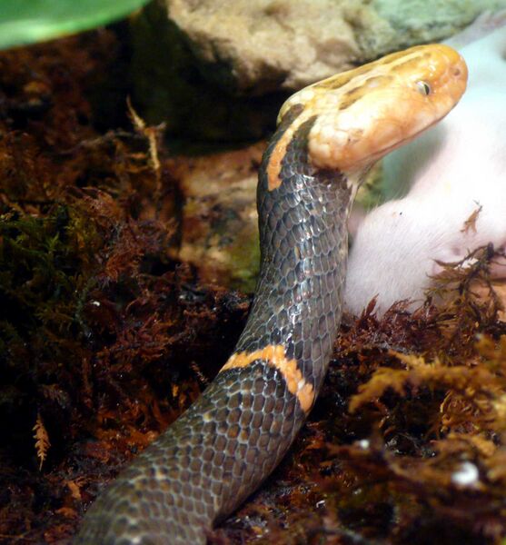 Файл:Azemiops feae.jpg