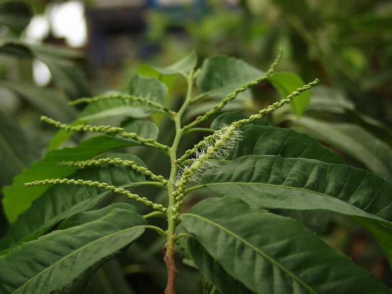 Файл:Castanea cren m.JPG