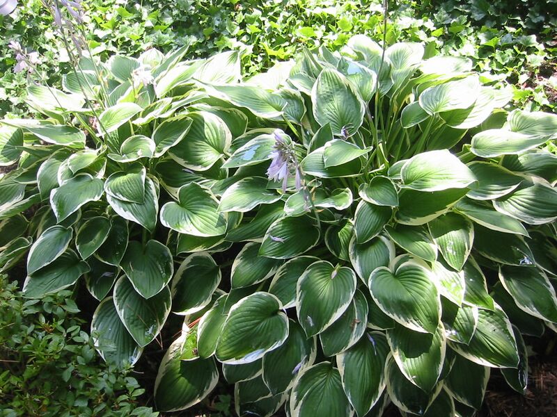 Файл:Francee Hosta.JPG