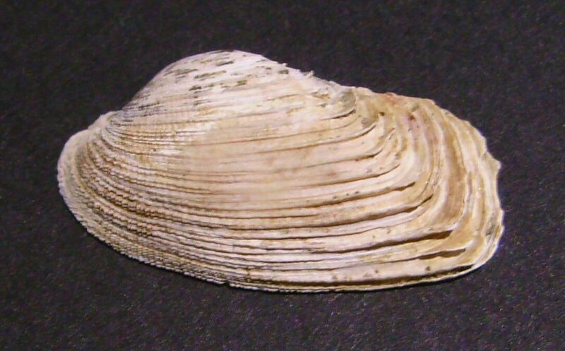 Файл:Irus elegans.JPG